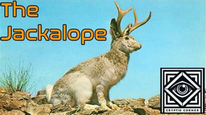 Are Jackalopes a real animal? Celebrity.fm #1 Official Stars, Business & People Network, Wik