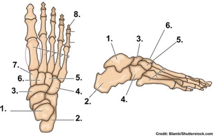Bones of the Foot Quiz