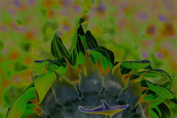 Discover The Enchanting Secrets Of The Elusive Mystic Sunflower