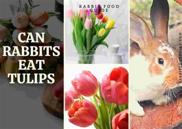 Do rabbits eat tulip flowers?