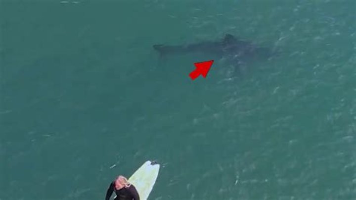 Great White Shark Video, See Them Lurking Under California Surfers