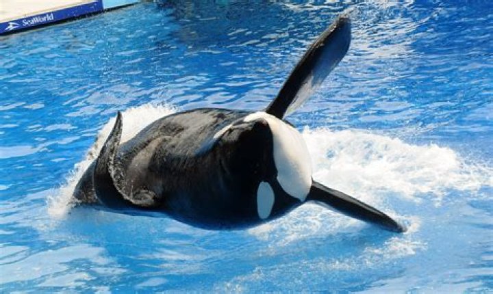 How Did Tilikum Kill SeaWorld Trainer Dawn