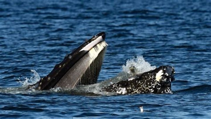 Humpback whale nearly capsizes Paul Ziolkowski's boat