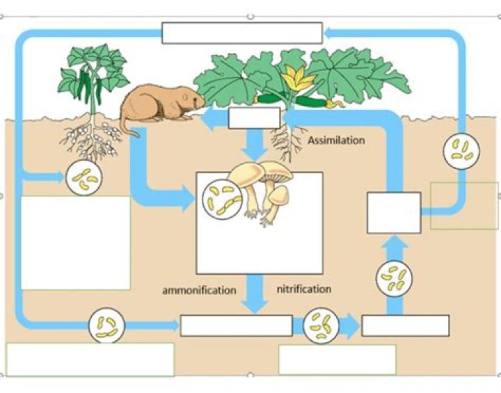 Nitrogen Cycle Matching Printable Worksheet