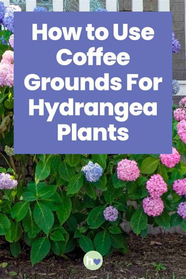 Optimizing Coffee Grounds For Hydrangea Blooms