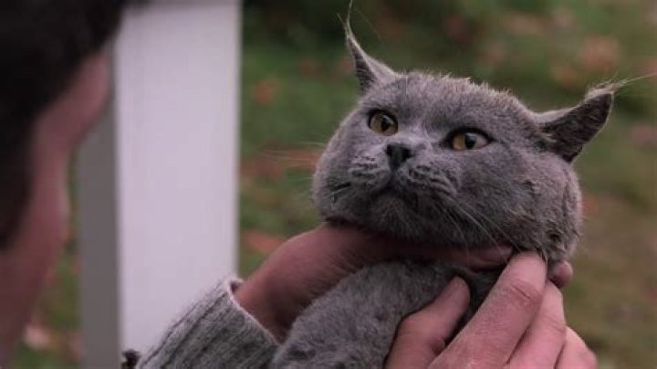 Pet Sematary director says cats who played Church were a 'pack of divas' on set