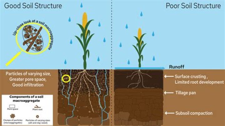 Uncover The Roots: Latto's Heritage Revealed