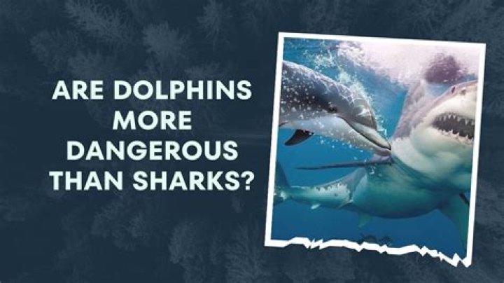 Uncover The Surprising Truth: Are Dolphins Really Dangerous?