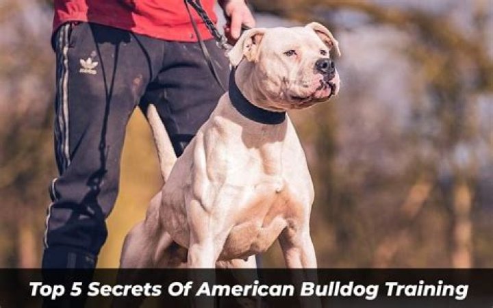 Unleash The Secrets Of Miniature American Bulldogs: A Comprehensive Exploration