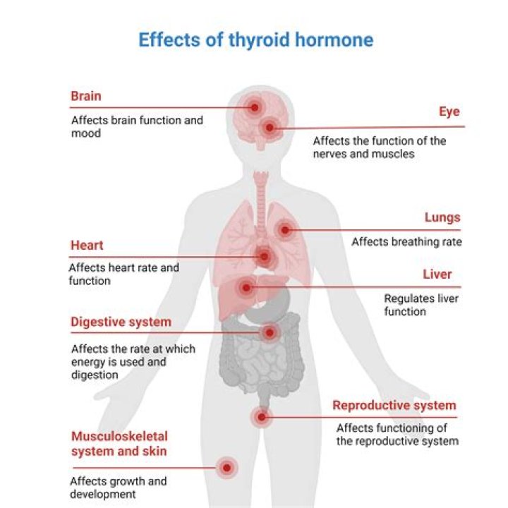 Unlock The Secrets To Thyroid Health With Te Tiroides Turbo Dra Amy