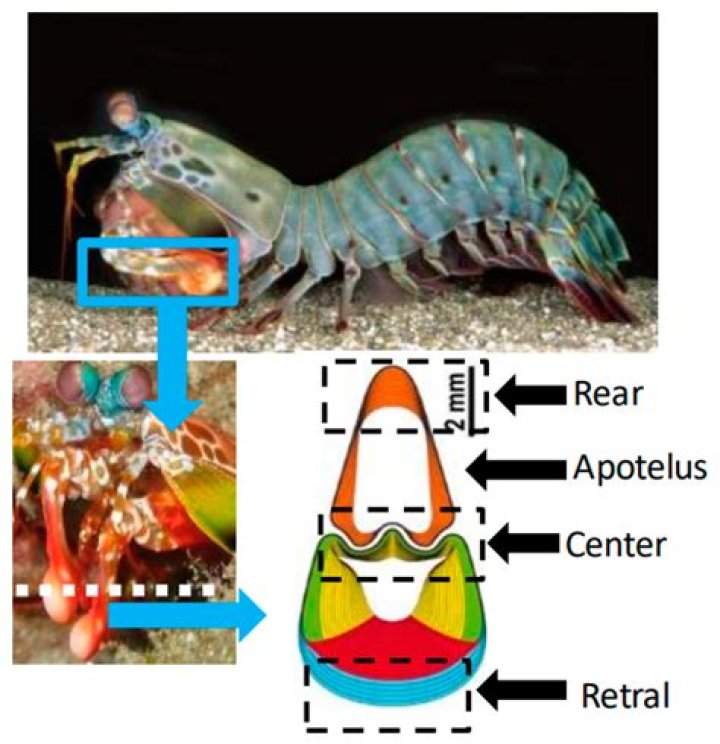 Unlocking The Secrets Of Chela Lora: Discoveries And Insights
