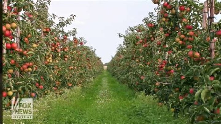 Unveil The Magic Of Apple Orchard Discos: Discoveries And Delights Await