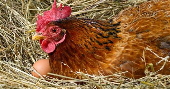 Unveiling The Enigma Of Chickens Laying Eggs Without Shells: Discoveries And Insights