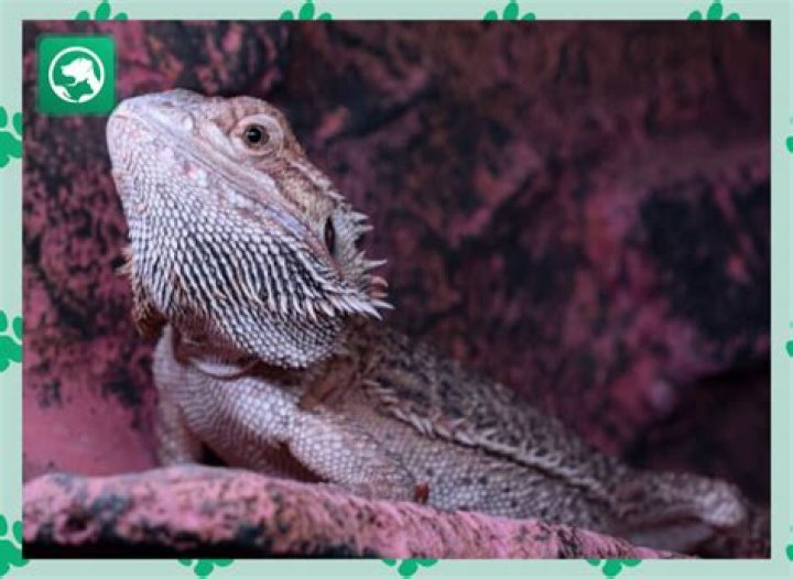 Unveiling The Hidden World Of Bearded Dragon Mites: Pictures That Reveal
