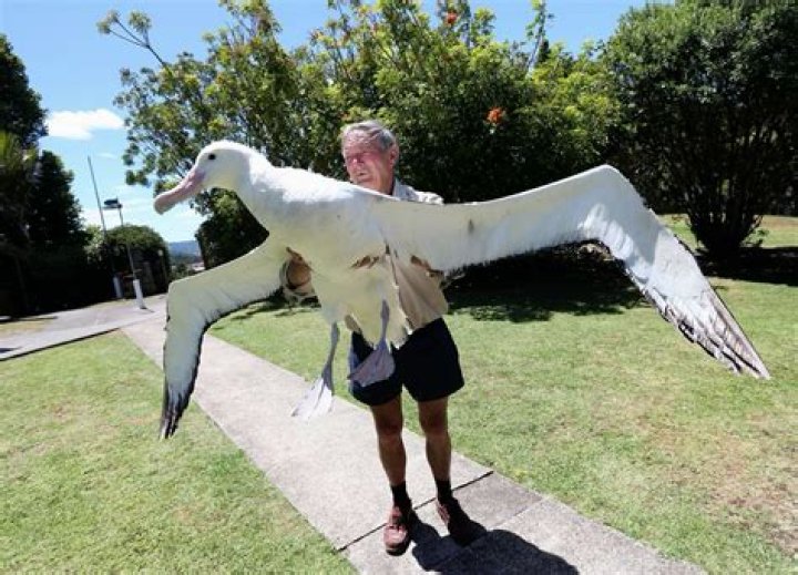 Unveiling The Profound Connection: Albatross And Human Interwoven