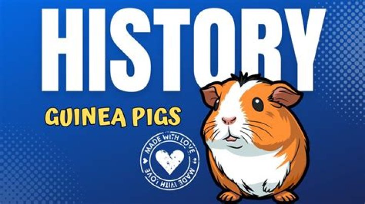 Unveiling The Secrets Behind Guinea Pigs' Energetic Jumps