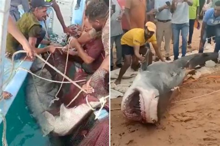 Unveiling The Vladimir Popov Shark Attack: Discoveries And Insights