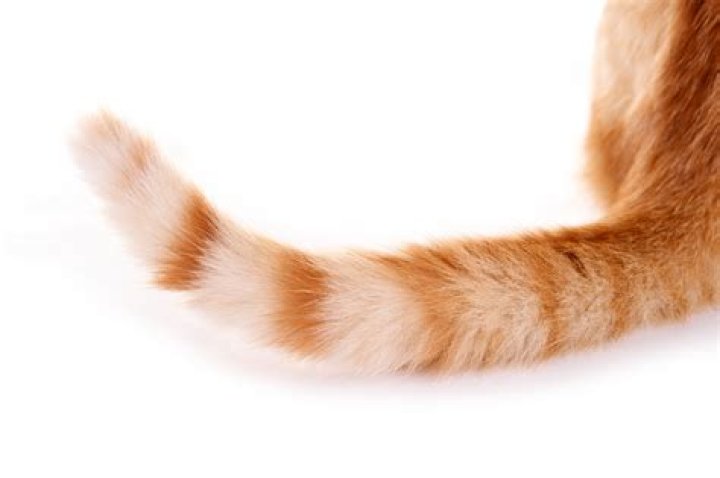 Why Do Cats Tails Fall Off?